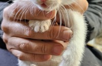 새끼고양이 무료분양합니다~~