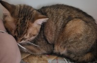 7개월된 집 냥이 무료분양 합니다