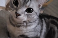 아메리칸숏헤어 분양합니다