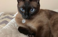 7살 수컷 샴고양이 분양합니다.