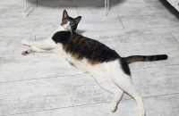 3살 애교쟁이 고등어