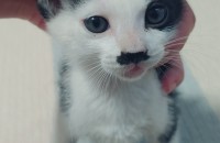 가정묘 애교쟁이 남아 한달반됬어요