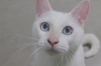 1살 터키쉬앙고라 분양해요