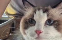 랙돌 자매 무료분양