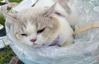 렉돌 남아 12월생