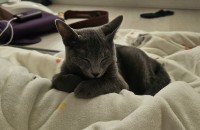 6개월된 러시안블루 분양합니다