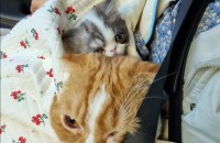 스코티쉬 4살남 엑죠틱 2살여