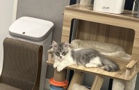 먼치킨 무료분양 보냅니다