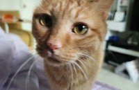 경주 고양이무료분양