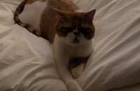 스마트한 치즈냥이