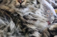 페르시안 여아 가족 찾아요