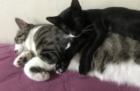 집에서 키우던 냥이들 보냅니다..