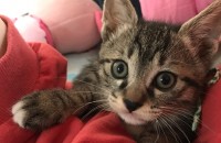 4달 된 코숏 고등어태비 무료분양