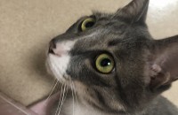 고양이 분양합니다ㅠㅠ