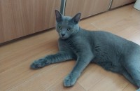 러시안블루 6개월 분양