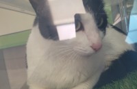 이사때문에 고양이 분양보냅니다