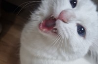 페르시안 이예요