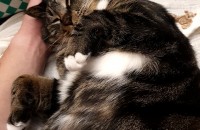 5살 고등어 남아 분양보냅니다