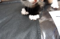 2개월 정도된 한국고양이 무료 분양 합니다