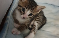 한국고양이 무료분양