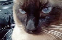 샴고양이 남자 분양합니다