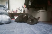 사랑스럽고  귀여운  왕자님 분양합니다