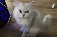 페르시안친칠라남아분양합니다(책임비3만원)