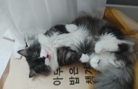 먼치킨 남아 분양합니다