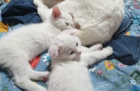 안산 스코티쉬 폴드,스트레이트 분양