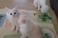 믹스묘 아기묘 무료분양합니다