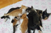 꼬물이 한달하고 2주차입니다