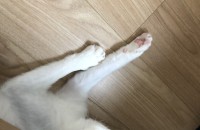 고양이 무료분양합니다