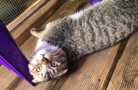 스코티쉬 폴드 15개월 남아 분양합니다