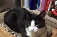 고양이 분양합니다.