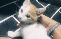 코숏 3개월 고양이 무료분양합니다