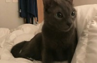 예쁘고 사랑스러운 러시안블루 분양합니다. (사진 예쁨 주의)