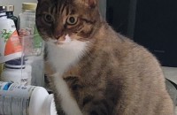 천안 5살여아 코숏분양합니다