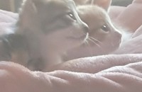 아기냥이들 분양