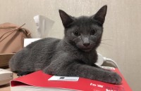 러시안블루 3개월 남아아깽이 책임분양합니다!