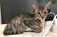 고등어태비 코숏 3개월 분양합니다^^