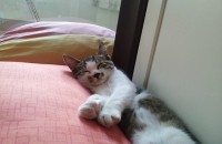 3개월된 개냥이 가족이 되어주실분 찾습니다 :)