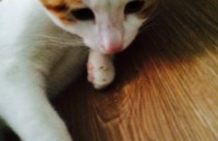 애교많은 냥이 무료분양^^