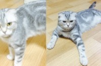 서울, 스코티시 폴드,스트레이트 여아 분양합니다