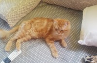 앙골라,노르웨이숲 분양보냅니다.