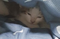 4개월된 고양이 분양해요/암컷/중성화X/인천