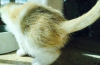 1개월된 새끼고양이 분양합니다~^^
