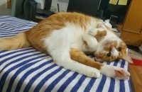 코숏 치즈태비 분양 보냅니다.