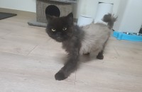 렉돌 남아 페르시안 여아 무료분양 보냅니다