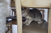 고양이무료분양