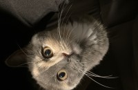 삼색 먼치킨 롱레그 분양합니다